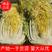 【白菜】黄心大白菜净菜3-5斤一手货源发往各大市场