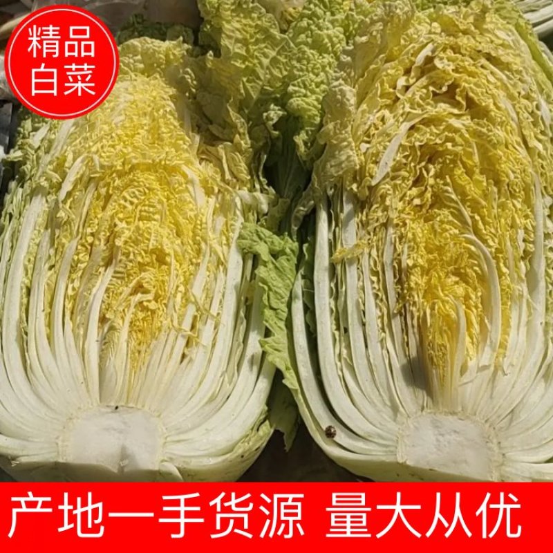 【白菜】黄心大白菜净菜3-5斤一手货源发往各大市场