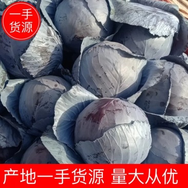 河北紫甘蓝精品紫甘蓝,质量保证支持视频看货