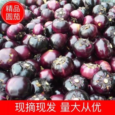 【茄子】河北优质圆茄,永年圆茄子,一手货源货源稳定