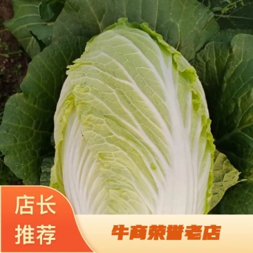 精品平度白菜黄心大白菜大量上市产地直发欢迎采购