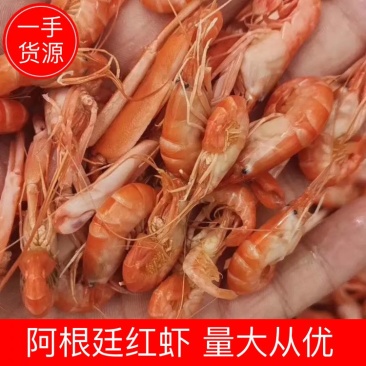 精品抓虾狗虾红虾量大从优可长期合作诚信经营