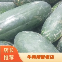 河南精品黑皮冬瓜大量上市一手货源产地直发