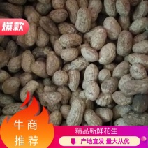 河南精品花生产地直发品质保证一手货源量大从优