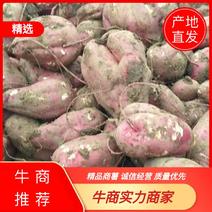 河南精品红薯商薯19高淀粉红薯品质保证量大从优