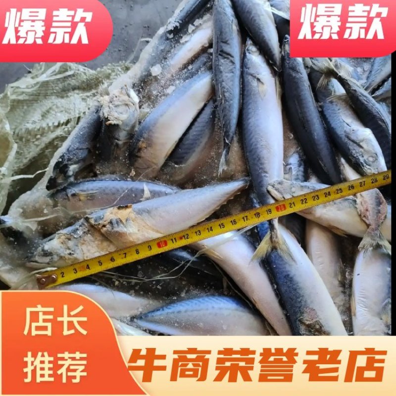 饲料用鲐鲅鱼，钓蟹子用鲐鲅鱼，青占鱼，平均二两左右