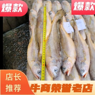 各种规格海捕黄花鱼，200/300克300/500克