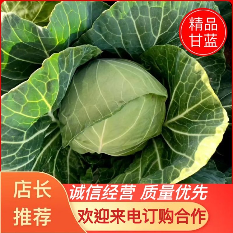 甘蓝怀德镇甘蓝大量上市，货源充足，可代发全国欢迎选购