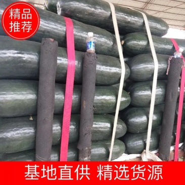 精品大棚黑皮冬瓜货源充足品质保障咨询有优惠