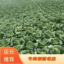 【牛商优】长阳反季节矮颗黄心白菜大量供应量大