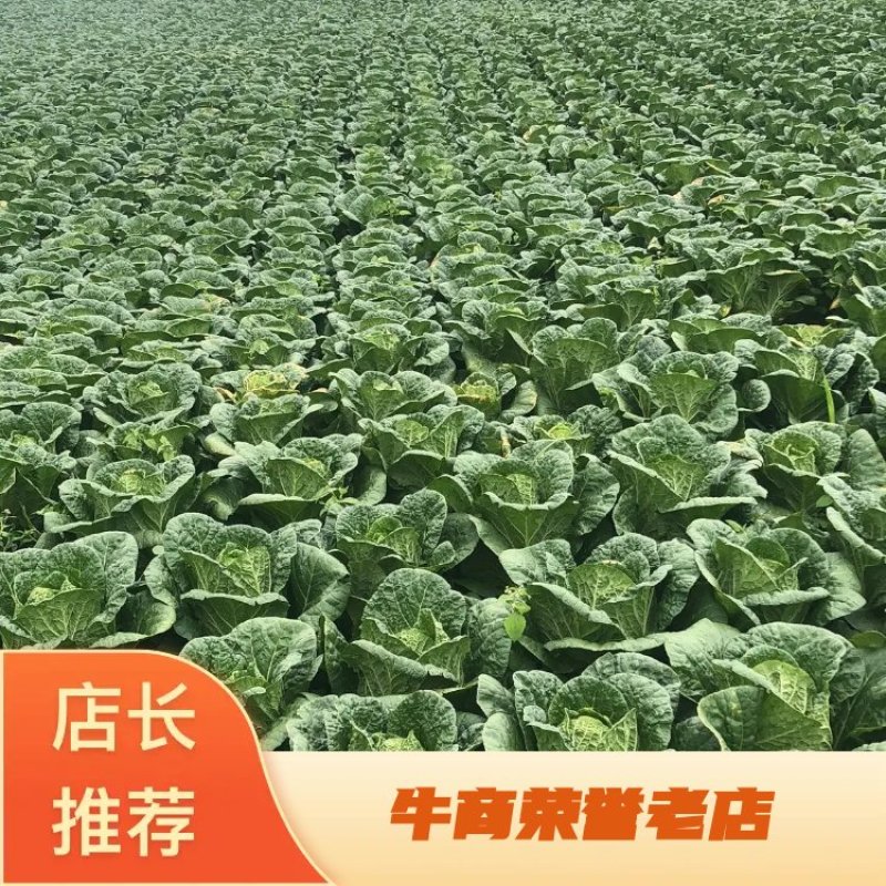 【牛商优】长阳反季节矮颗黄心白菜大量供应量大