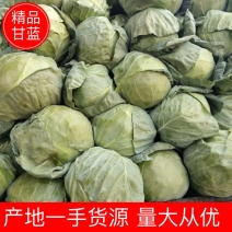 【甘蓝】圆包菜山西精品圆包菜大量上市欢迎光临合作共赢