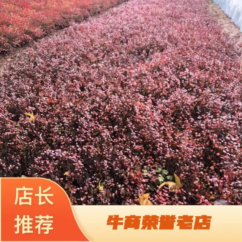 【精品】红叶小波苗大量供应，欢迎采购，量大从优