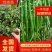 【辣椒苗】精品线椒苗基地一手货源包技术包售后全国供应