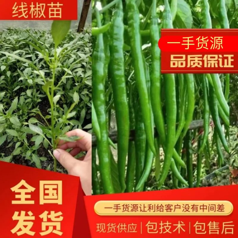 【辣椒苗】精品线椒苗基地一手货源包技术包售后全国供应