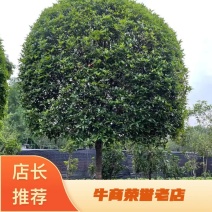 桂花树，金桂八月桂，分枝点1.8米左右高杆，海量出售