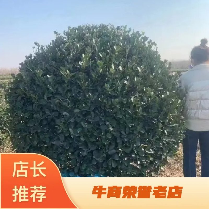 精品大叶黄杨球，1一2米冠幅净球，海量供应