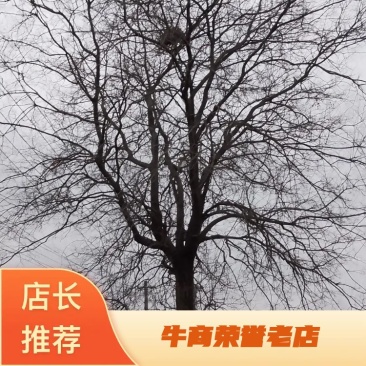 朴树，30一50公分朴树，分枝2一3米，杆直冠圆60棵
