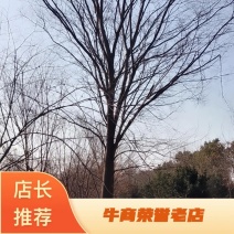 榉树，自产自销大量出售12一18公分红榉树，欢迎订购