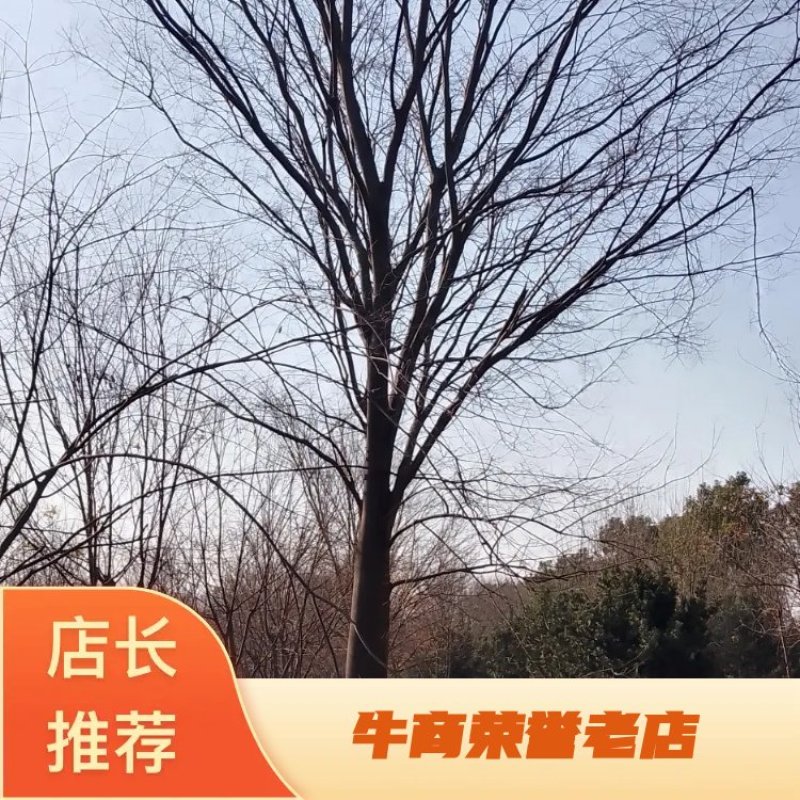 榉树，自产自销大量出售12一18公分红榉树，欢迎订购