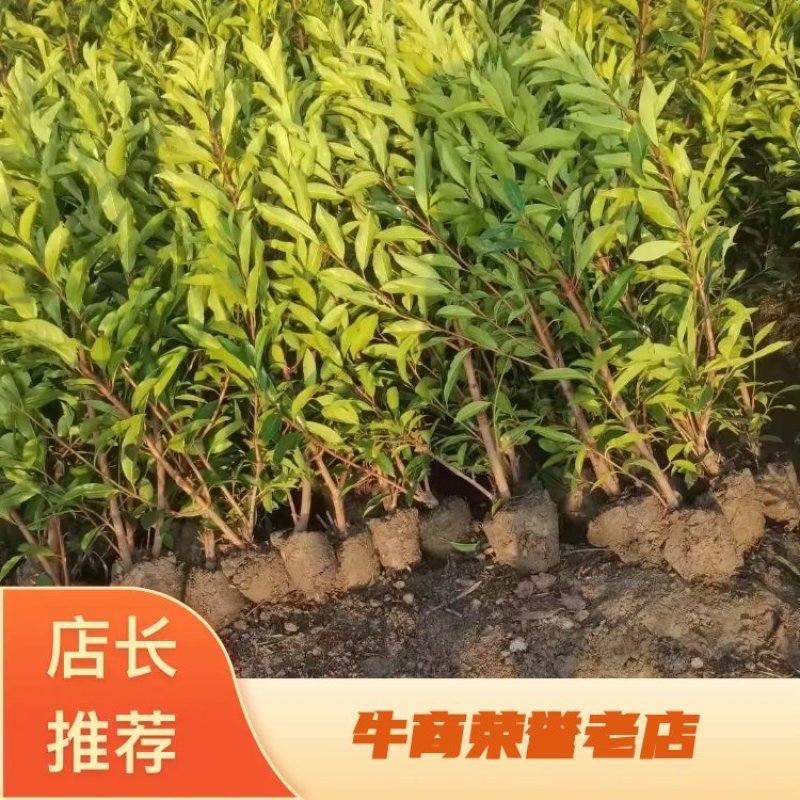 法国冬青，法国冬青篱笆40一3米高，海量供应