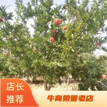石榴树，花石榴地径10一20公分，大量供应