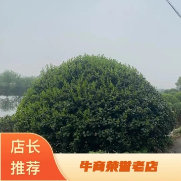 丛生红叶石楠树，大量供应2一4米冠幅，欢迎采购