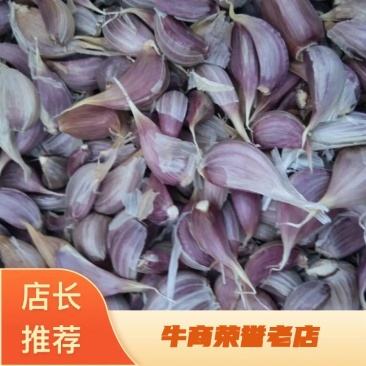 【精品】二水早四川高产蒜苗种二季早中晚熟蒜寒蒜