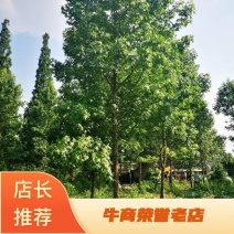 美国红枫，胸径10一20公分，各种规格量大
