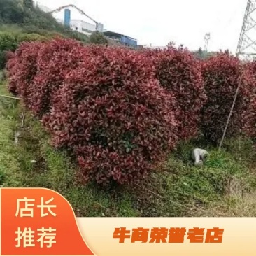 红叶石楠球，成活率高，量大从优，各种规格齐全