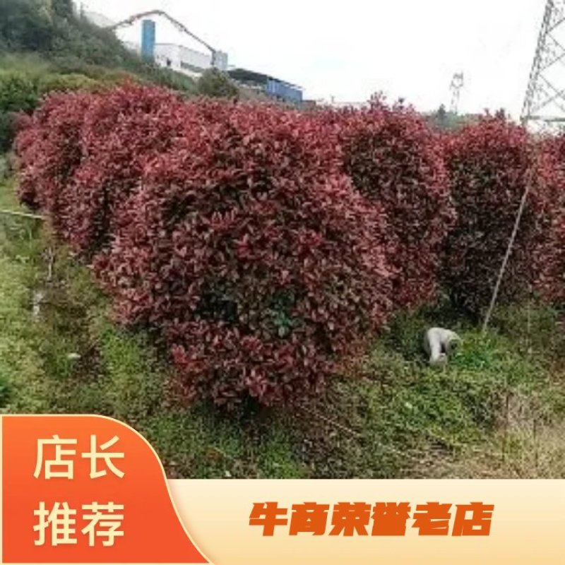 红叶石楠球，成活率高，量大从优，各种规格齐全