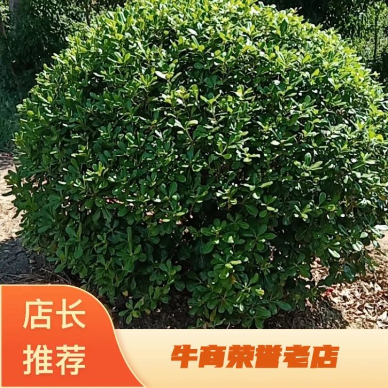 茶梅球，各种冠幅球大量供应，质量好，成活率高，欢迎订购