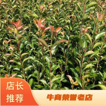 红叶石楠苗：扦插苗：大量有货，欢迎前来采购