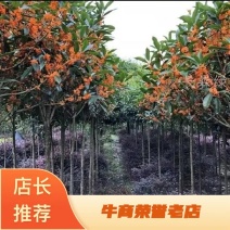 丹桂苗，大量出售丹桂，八月桂，四季桂苗，量大从优