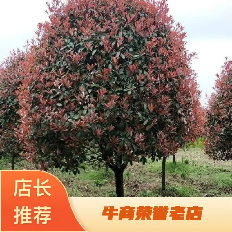红叶石楠树，地径10一18公分，分枝1.2一1.5米