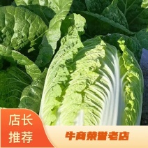 【实力推荐】黄心大白菜。货源充足欢迎各地客商前来采购。