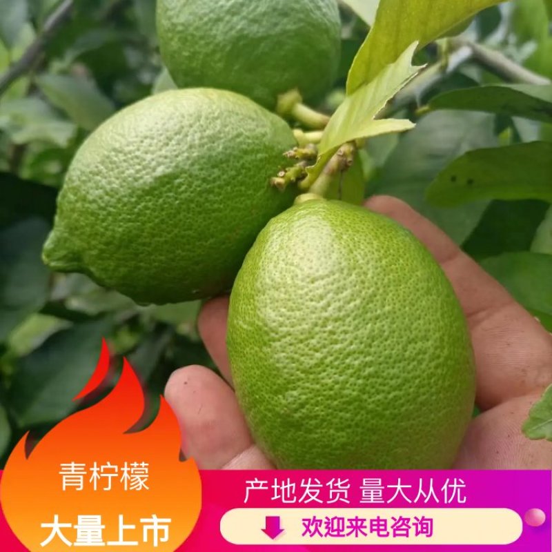 青柠檬，支持一件代发安岳尤力克柠檬，青柠檬现有200万斤