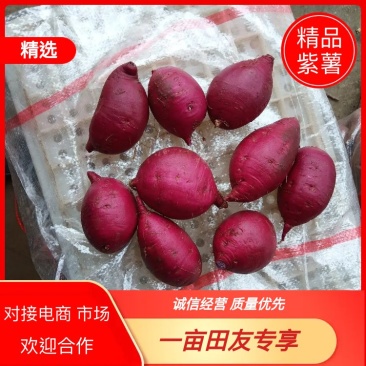 【精品】紫罗兰紫罗兰紫薯，大量对接，欢迎洽谈合作