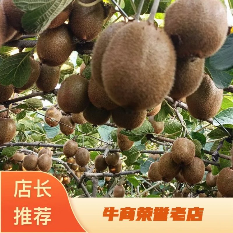 【精品猕猴桃】猕猴桃眉县徐香猕猴桃，量大从优，欢迎采购