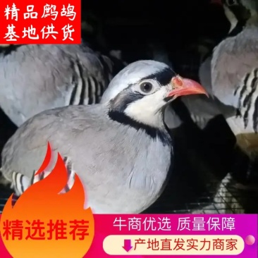 壹号鹧鸪大中小，量大价优，人工养殖，生态养殖，够天数