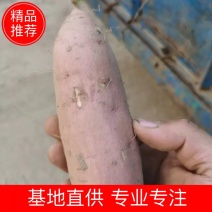 软糯香甜精品龙九，龙薯九号电商市场，超市，万亩基地大量供应