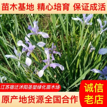 【牛商推荐】马蔺马兰基地一手货源规格齐全保证成活量大价低