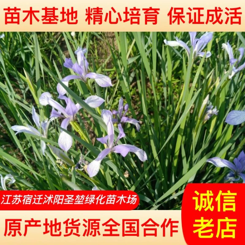 【牛商推荐】马蔺马兰基地一手货源规格齐全保证成活量大价低