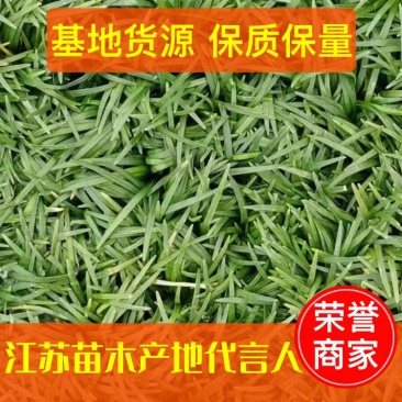 【基地货源】玉龙草日本矮麦冬庭院绿化工程地被草类园林用苗价低