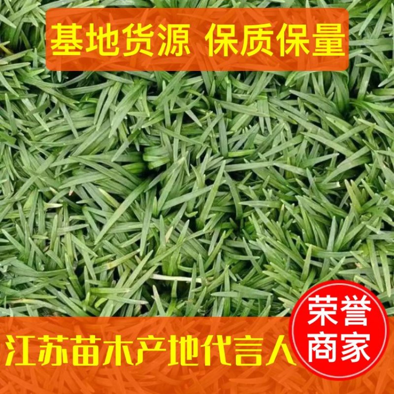 【基地货源】玉龙草日本矮麦冬庭院绿化工程地被草类园林用苗价低