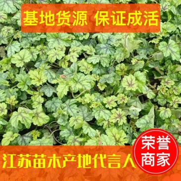 【推荐】矾根双色杯苗规格齐全保证成活园林绿化工程用苗量大价低