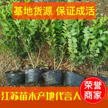 【推荐】金叶女贞杯苗规格齐全保证成活园林绿化工程用苗量大价低