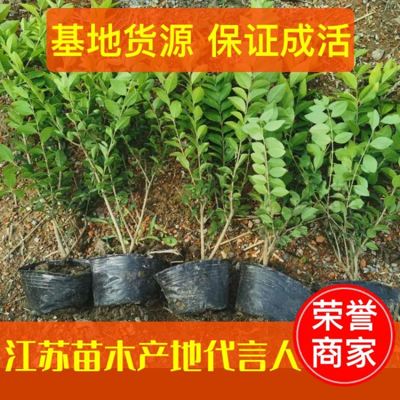 【推荐】金叶女贞杯苗规格齐全保证成活园林绿化工程用苗量大价低