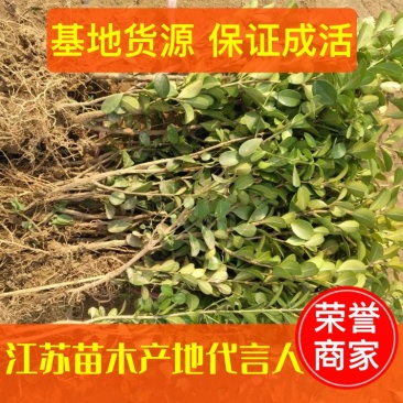 【推荐】瓜子黄杨苗小叶黄杨苗工程绿化用苗盆景用20~30cm