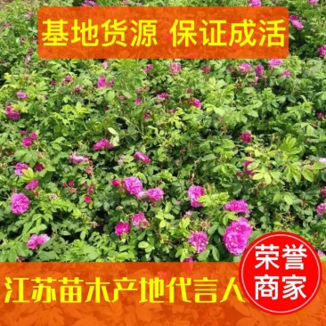 【牛商推荐】四季玫瑰苗大玫瑰花苗高度40~50cm保证成活